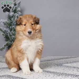 Braxton, Collie Puppy